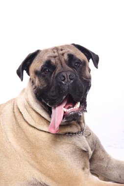 Beyaz arka plan önünde güzel mutlu köpek
