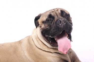 Beyaz arka plan önünde güzel mutlu köpek