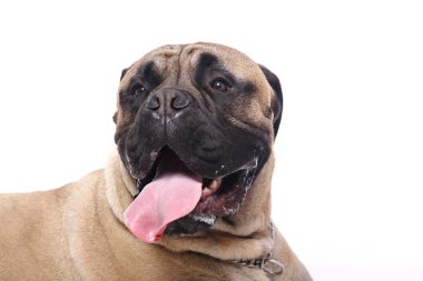Beyaz arka plan önünde güzel mutlu köpek