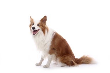 Beyaz arka plan önünde güzel mutlu köpek