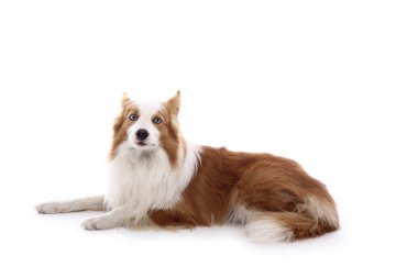 Beyaz arka plan önünde güzel mutlu köpek