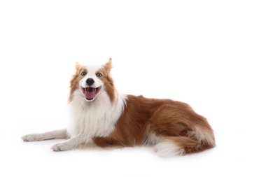 Beyaz arka plan önünde güzel mutlu köpek