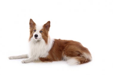 Beyaz arka plan önünde güzel mutlu köpek