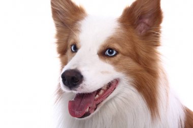 Beyaz arka plan önünde güzel mutlu köpek