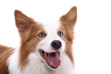 Beyaz arka plan önünde güzel mutlu köpek