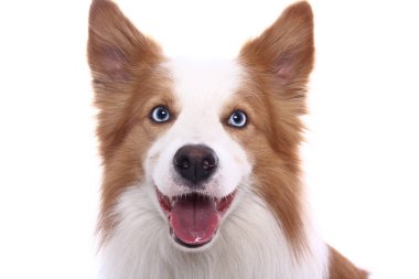 Beyaz arka plan önünde güzel mutlu köpek