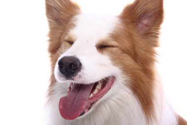 Beyaz arka plan önünde güzel mutlu köpek