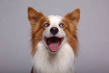 Beyaz arka plan önünde güzel mutlu köpek