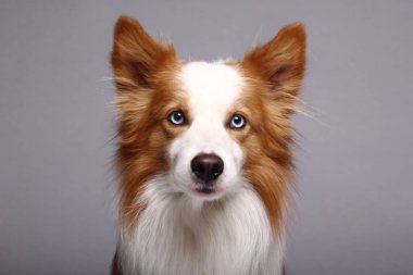 Beyaz arka plan önünde güzel mutlu köpek