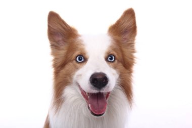 Beyaz arka plan önünde güzel mutlu köpek