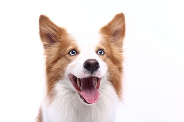 Beyaz arka plan önünde güzel mutlu köpek