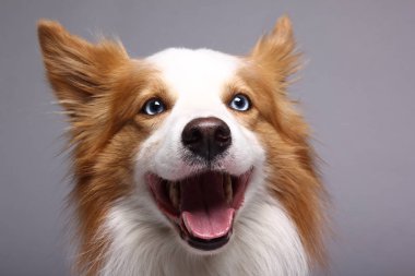 Beyaz arka plan önünde güzel mutlu köpek