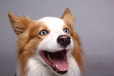 Beyaz arka plan önünde güzel mutlu köpek