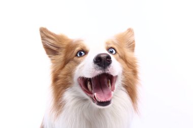 Beyaz arka plan önünde güzel mutlu köpek