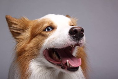 Beyaz arka plan önünde güzel mutlu köpek