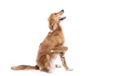 Beyaz arka plan önünde güzel mutlu köpek