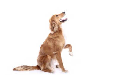 Beyaz arka plan önünde güzel mutlu köpek
