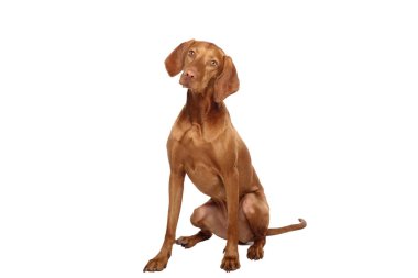 Beyaz arka plan önünde güzel köpek