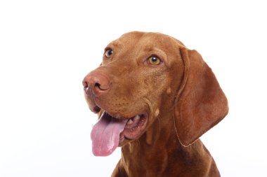 Beyaz arka plan önünde güzel köpek