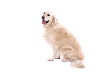 Beyaz arka plan önünde güzel köpek