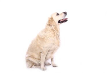 Beyaz arka plan önünde güzel köpek