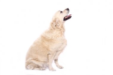 Beyaz arka plan önünde güzel köpek