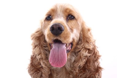 Beyaz arka plan önünde güzel mutlu köpek