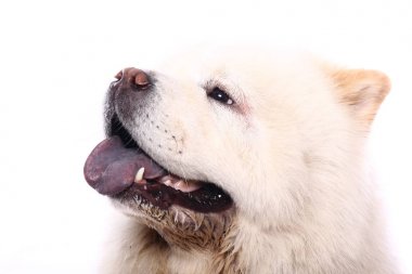 Beyaz arka plan önünde güzel mutlu köpek