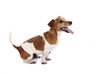 Beyaz arka plan önünde güzel mutlu köpek