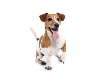 Beyaz arka plan önünde güzel mutlu köpek