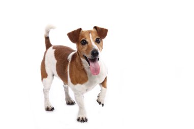 Beyaz arka plan önünde güzel mutlu köpek