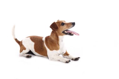 Beyaz arka plan önünde güzel mutlu köpek