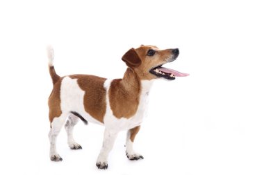 Beyaz arka plan önünde güzel mutlu köpek