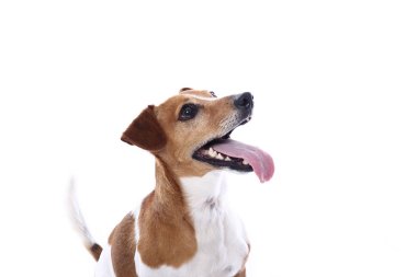 Beyaz arka plan önünde güzel mutlu köpek