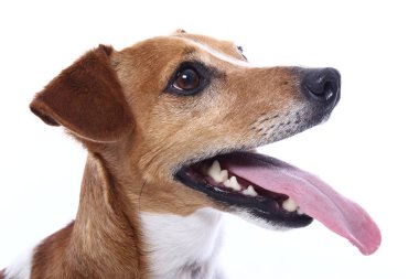 Beyaz arka plan önünde güzel mutlu köpek