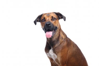 Beyaz arka plan önünde güzel mutlu köpek
