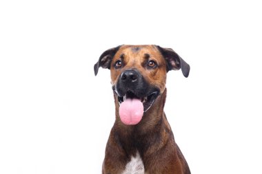 Beyaz arka plan önünde güzel mutlu köpek