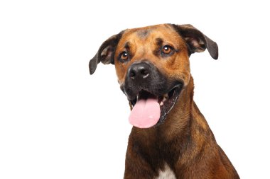 Beyaz arka plan önünde güzel mutlu köpek