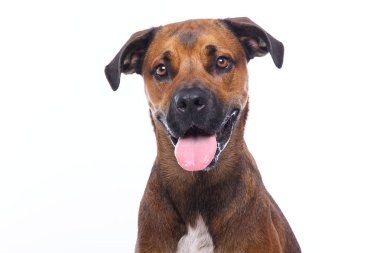 Beyaz arka plan önünde güzel mutlu köpek