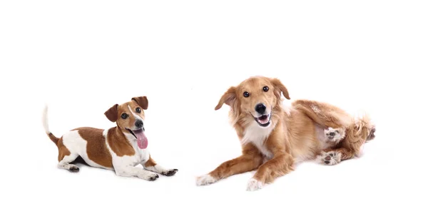 Hermoso Perro Feliz Delante Fondo Blanco — Foto de Stock