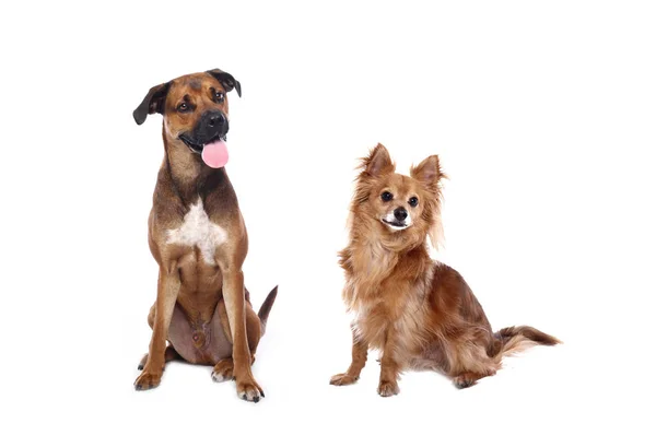 Bonito Cão Feliz Frente Fundo Branco — Fotografia de Stock