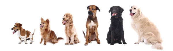 Hermoso Perro Feliz Delante Fondo Blanco — Foto de Stock