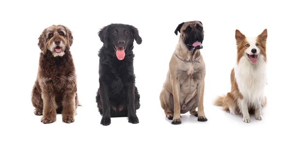 Cão Bonito Frente Fundo Branco — Fotografia de Stock