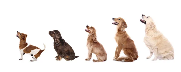 Cão Bonito Frente Fundo Branco — Fotografia de Stock