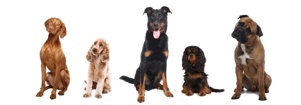 Cão Bonito Frente Fundo Branco — Fotografia de Stock