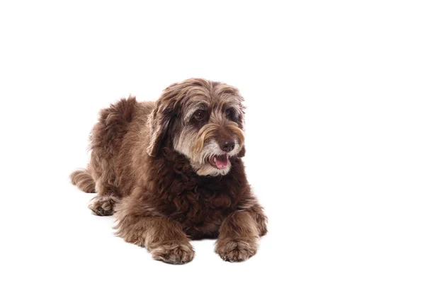 Mooie Gelukkige Hond Voor Een Witte Achtergrond — Stockfoto