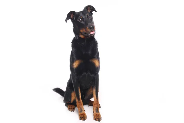 Hermoso Perro Feliz Delante Fondo Blanco — Foto de Stock