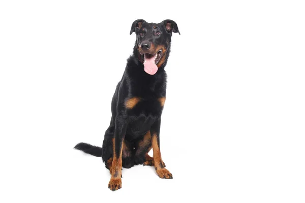 Beautiful Happy Dog Front White Background — Stock Photo, Image