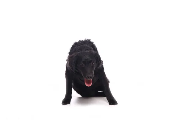 Beautiful Happy Dog Front White Background — Stock Photo, Image