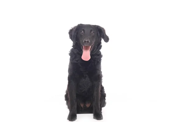 Bonito Cão Feliz Frente Fundo Branco — Fotografia de Stock